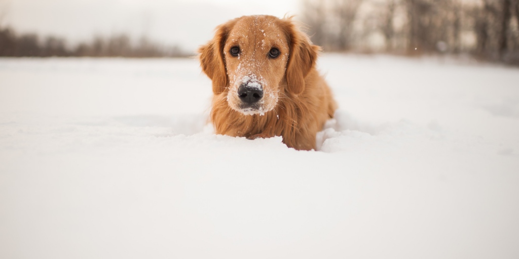 The 9 Best Foods for Golden Retrievers