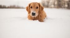 The 9 Best Foods for Golden Retrievers