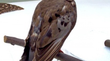 Hundred Years Of Passenger Pigeon“Martha” Death, It Was Totally Our Fault