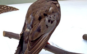 Hundred Years Of Passenger Pigeon“Martha” Death, It Was Totally Our Fault