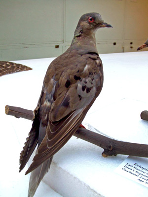 Hundred Years Of Passenger Pigeon“Martha” Death, It Was Totally Our Fault