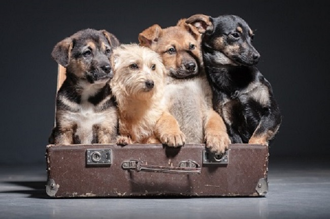 Holiday Time: What Do With The Dogs?