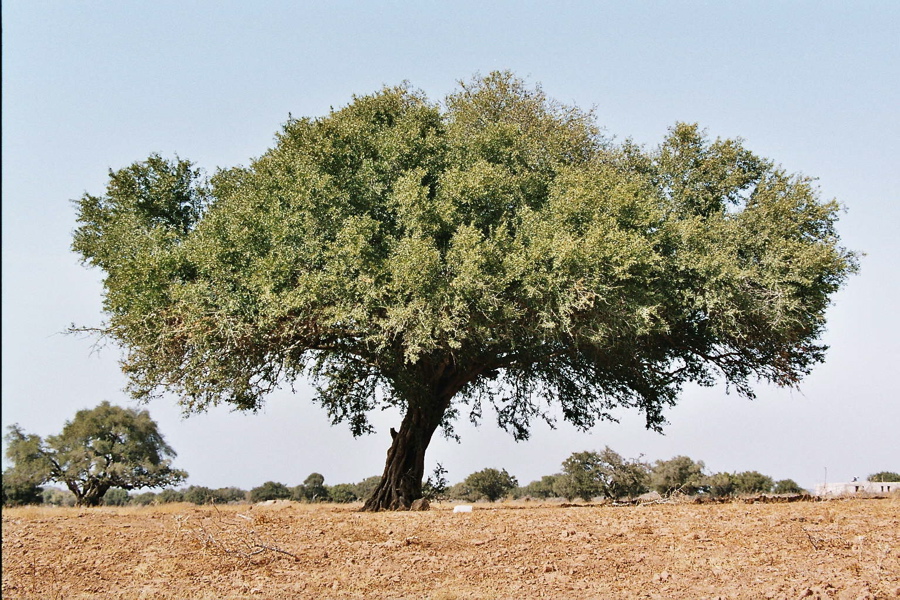 How Argan Oil Is Made In Morocco
