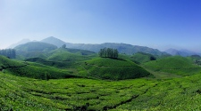 Exploring The Tea Plantations Of Munnar