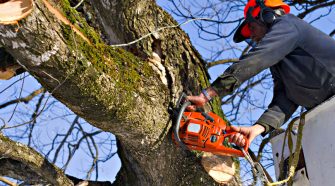 Why Trimming Your Tree Is Important