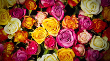Everything You Need To Know About Roses