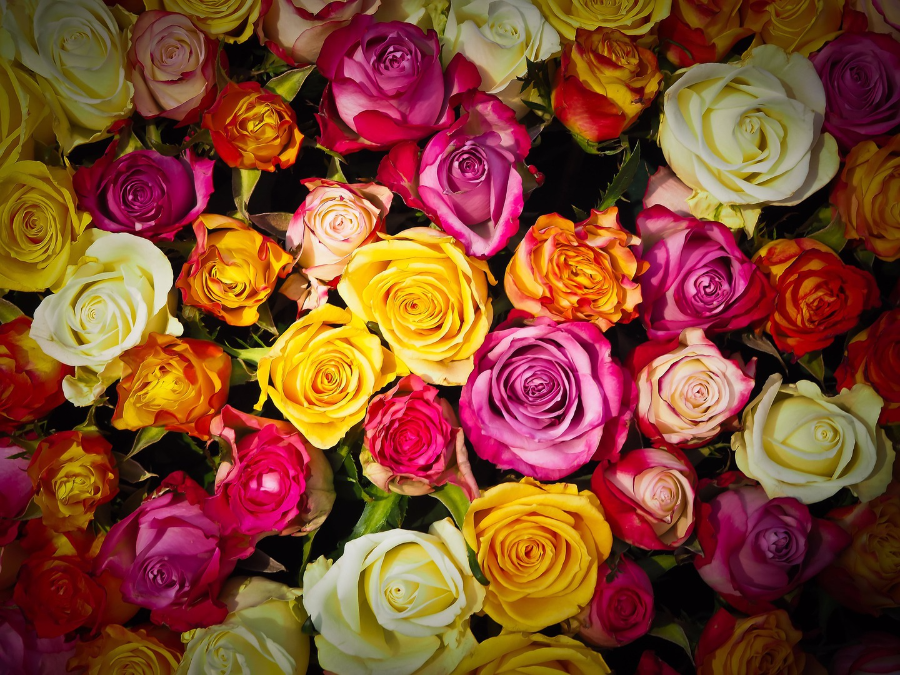 Everything You Need To Know About Roses