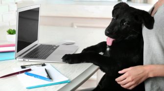 Reasons For You To Start A Dog Blog!