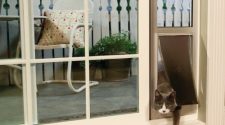 Selecting The Right Pet Flaps For Your Wooden Exterior Doors