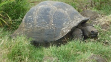 Making The Most Of Your Trip To The Galapagos