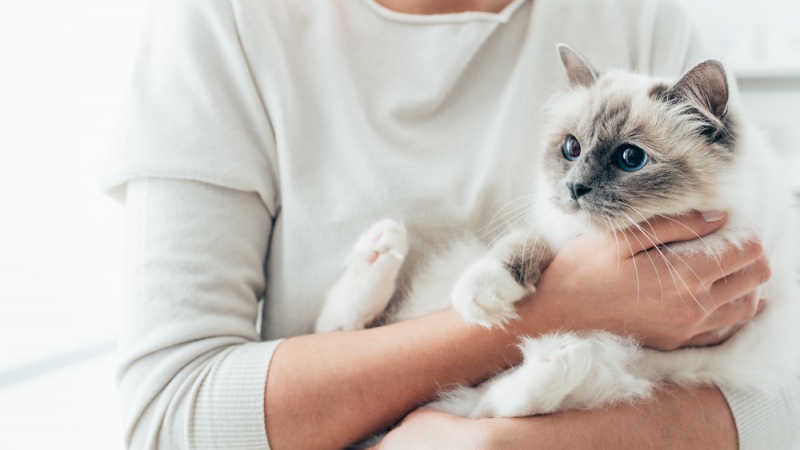 What To Consider Before Getting A Family Pet