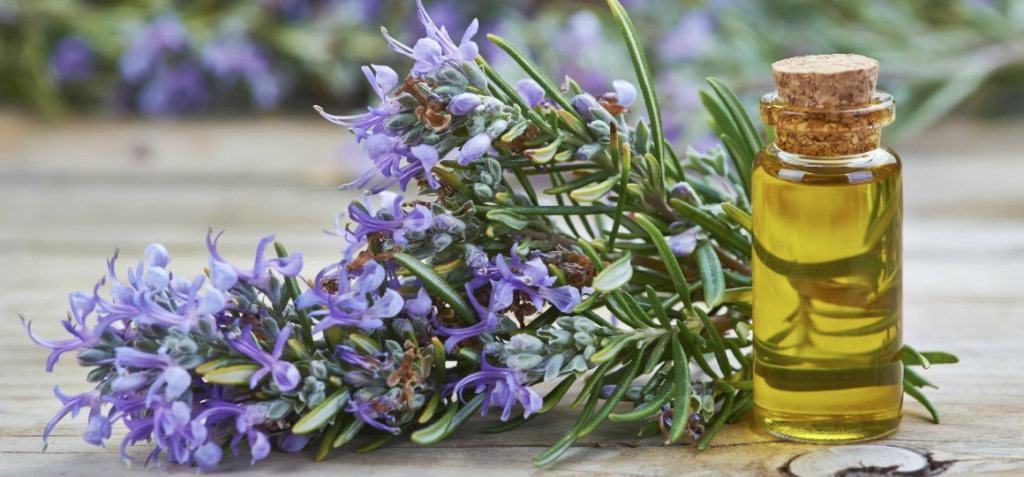 rosemary essential oils