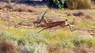 Explore Desert National Park In Jaisalmer