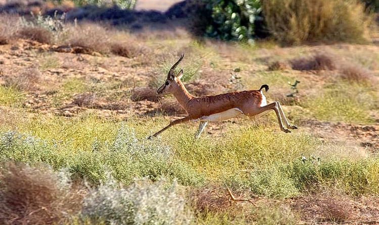 Explore Desert National Park In Jaisalmer