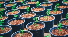 Choosing The Best Plastic Plant Pots For Gardening – Hone Your Skills