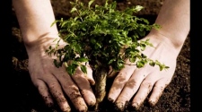 The Significance Of Trees and How To Grow Your Tree