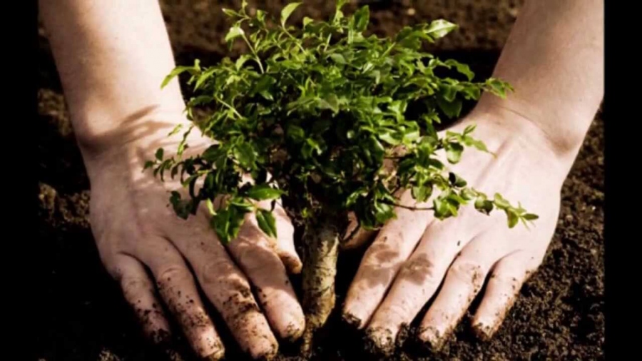 The Significance Of Trees and How To Grow Your Tree